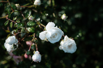 Obraz na płótnie Canvas White roses covered in dew