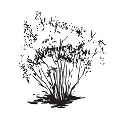 Hand-drawn bush. Black and white realistic image, sketch painted with ink brush
