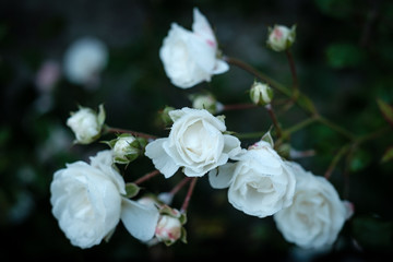 White roses covered in dew