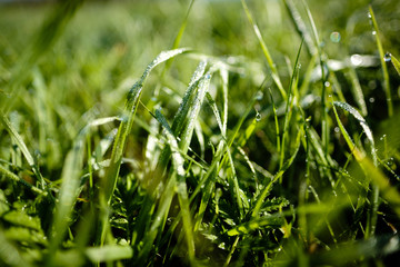 Grass covered in dew