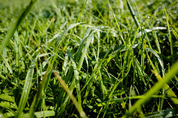 Grass covered in dew