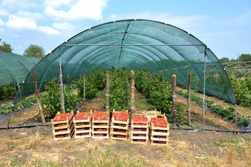 Fresh picked red strawberries in a wooden boxes in front of greenhouse