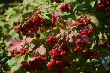 Природа (Деревья)