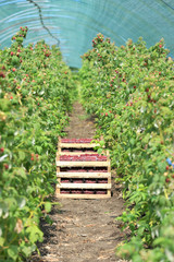 Fresh picked strawberries in the basket inside greenhouse