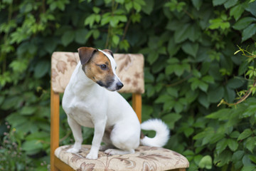 Jack Russell on chair