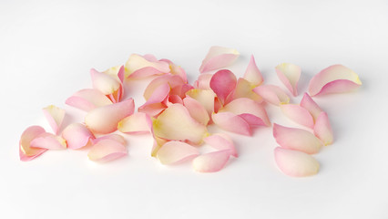 Naklejka na ściany i meble Rose petals isolated on a white background