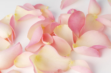 Rose petals isolated on a white background