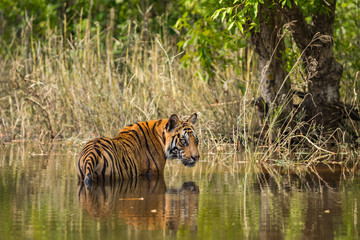 Male cub of Rajbhera Tigress, Bandhavgarh National Park, India