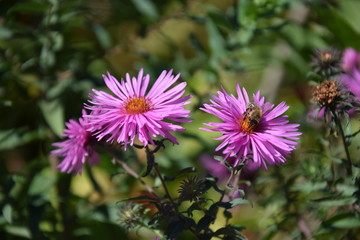 Природа (Цветы)