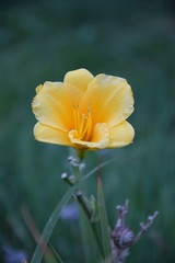 Природа (Цветы)