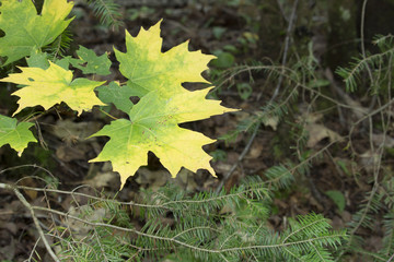 Branch of Colorful, Yellow and Green Maple Leaves in a Forest Background