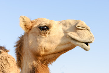 Closeup of a camel's nose and mouth, nostrils closed to keep out sand