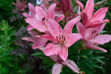 Pink Lily