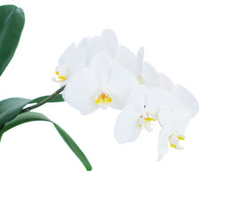 Fototapeta na wymiar White fresh orchids with green leaves isolated on white background