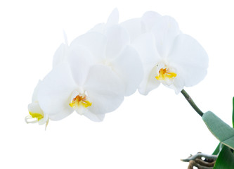 Naklejka na ściany i meble White fresh orchids close up isolated on white background