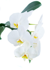 White fresh orchids isolated on white background