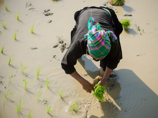 Femme plantant du riz 