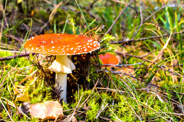 Red mushroom with white spots flake or Fly Agaric. Mushroom on a glade in autumn mushroom forest. Amanita mushroom in needles and earth. 
