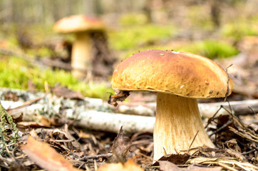 Mushrooms in a clearing in an autumn mushroom forest. Search for mushrooms in the forest. Picking mushrooms.