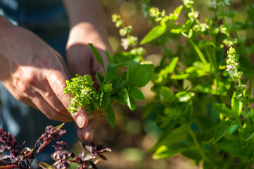 Woman's hands picking fresh herbs in herb garden