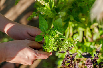 Woman's hands picking fresh herbs in herb garden