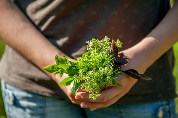 Woman holds a bunch of fresh herbs in herb garden