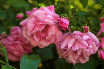 Pink roses with buds on a background of a green bush in the garden. Beautiful pink flowers in the summer garden.