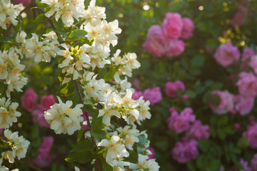 A bush of white jasmine and a pink roses. A garden arrangement of white and pink flowers. Jasmine flower growing on the bush in garden with sun rays.