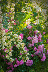 A bush of white jasmine and a pink roses. A garden arrangement of white and pink flowers. Jasmine flower growing on the bush in garden with sun rays.