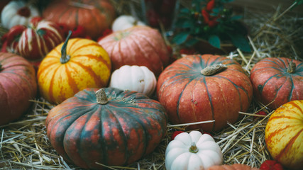 Haloween or Thanksgiving Day still-life: beautiful colorful pumpkins of a different kind, form, size and color are laying on dry thatch after autumn harvesting; shallow depth of field