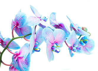 Stamm von blauen und violetten frischen Orchideenblüten isoliert auf weißem Hintergrund