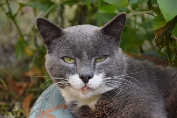 Домашние животные (Кошки)