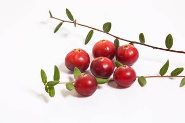 Six cranberry and a sprig with leaves on a white background. Studio, macro.