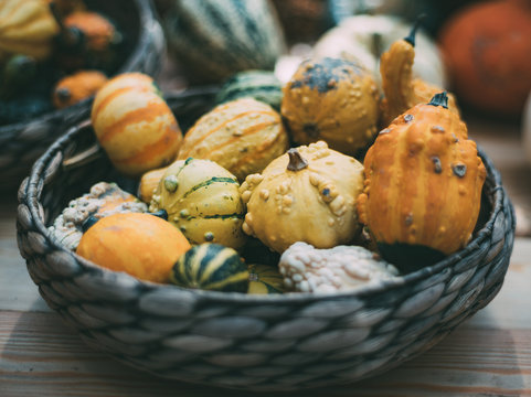 Wicker wooden basket full of recently harvested decorative inedible pumpkins of different varieties, shallow depth of field