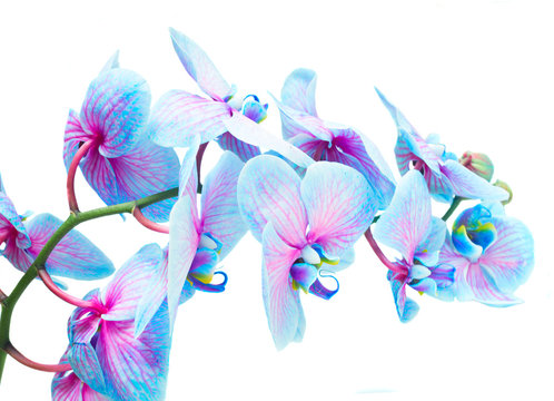 Fototapeta stem of blue and violet fresh orchid flowers isolated on white background
