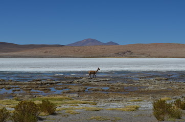 Vicuña im Hochland von Bolivien