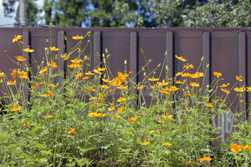 Yellow cosmos field by the side of the railroad