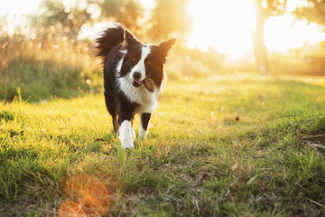 border collie dog walk in the park 