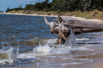 Driftwood Splash