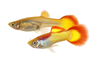 Guppy Poecilia reticulata colorful rainbow tropical aquarium fish 
