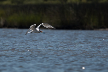 Seagull Flying with fish