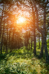 Pine tree alley