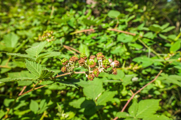 Unripe blackberries