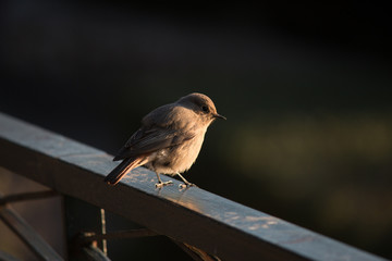 Bird sparrow on a railing 