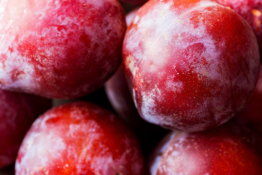 Heap of Ripe Juicy Vibrant Red Big Plums. Autumn Fall Harvest. macro. Wallpaper Poster Template.