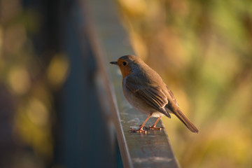 Bird on a railing 