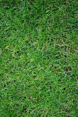 Gazon, green, grass, garden