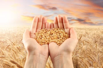 Foto op Plexiglas Woman holding grains in field © Africa Studio