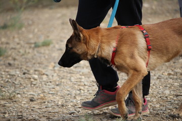 berger allemand chien policier
