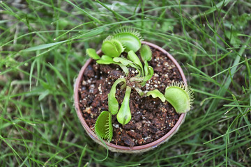 Dionaea muscipula in pot on green grass